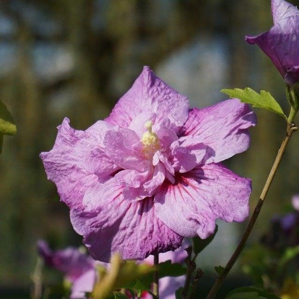Hibiscus s. Blueberry Smoothie™, Rose of Sharon, 3 Gallon, Woody Perennial, Full Sun, Outdoor