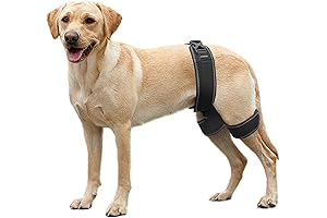 CHAMIN/RISURRY Dog Hip Dysplasia Support Harness for Assisted Orthopedics