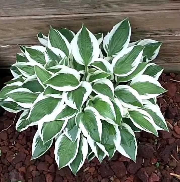 Miniatura 2 de Votaniki Patriot Hosta Bare Root  llamativo follaje, raíz desnuda de Hosta perenne para plantar, perfecto para bordes, bordes y cubierta del suelo