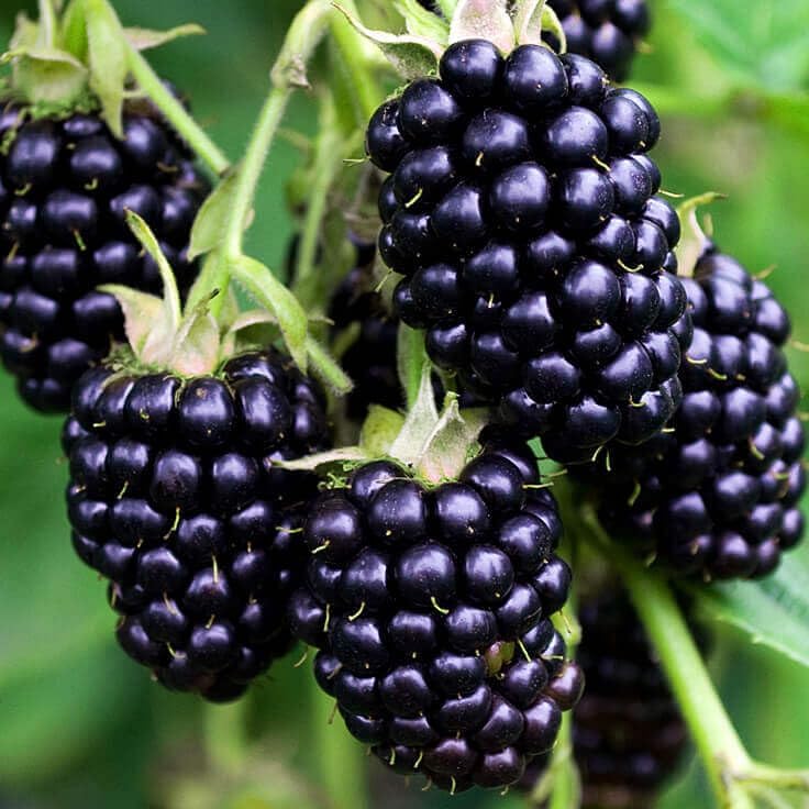 See full amazon price history chart for Healthy Vibe Sweet Rare" Blackberry" Tasty Fruit Live Plant (1 Plant) Healthy Vibe Sweet Rare" Blackberry" Tasty Fruit Live Plant (1 Plant) (B09QL3VP5G) Amazon Price History, Amazon Price Tracker