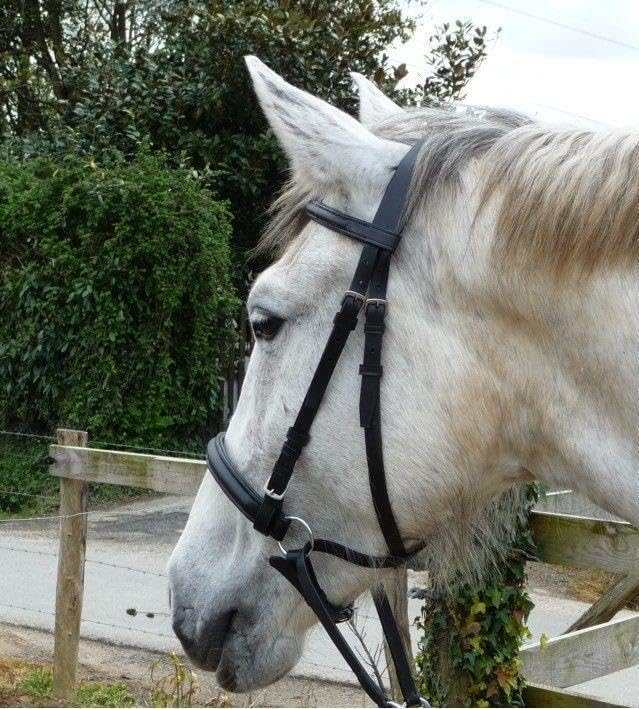 English Bridle Cowhide Genuine Leather Headstall Reins Horse Crossover Crossunder Raised Fancy Stitched Laced All Purpose Jumping Dressage Rubber Crystal Padded Adjustable Browband Full-Cob,M78