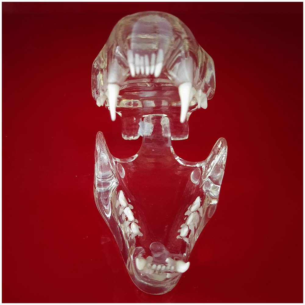 Modello di denti di gatto – modello trasparente per studio veterinario display insegnamento, forniture di laboratorio – Modello anatomico medico di denti di gatto