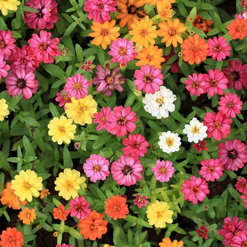 mix short stuff zinnia flower starter pack