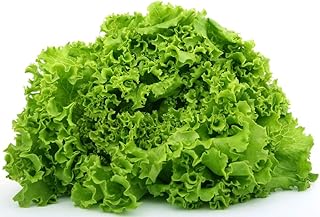 Indoor Lettuce Green Year-Round Seeds Leaf Giant Vegetable for Planting Salad Organic Non GMO 1000 Seeds