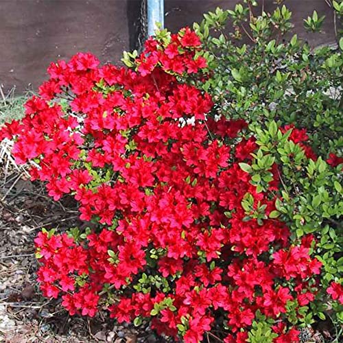 Qauzuy Garden 10 Red Azalea Seeds (Rhododendron Cumberlandense ) - Flamboyant Exotic-Looking Perennial Bush Shrub Flower - Striking Accent Privacy Screen #TOP6