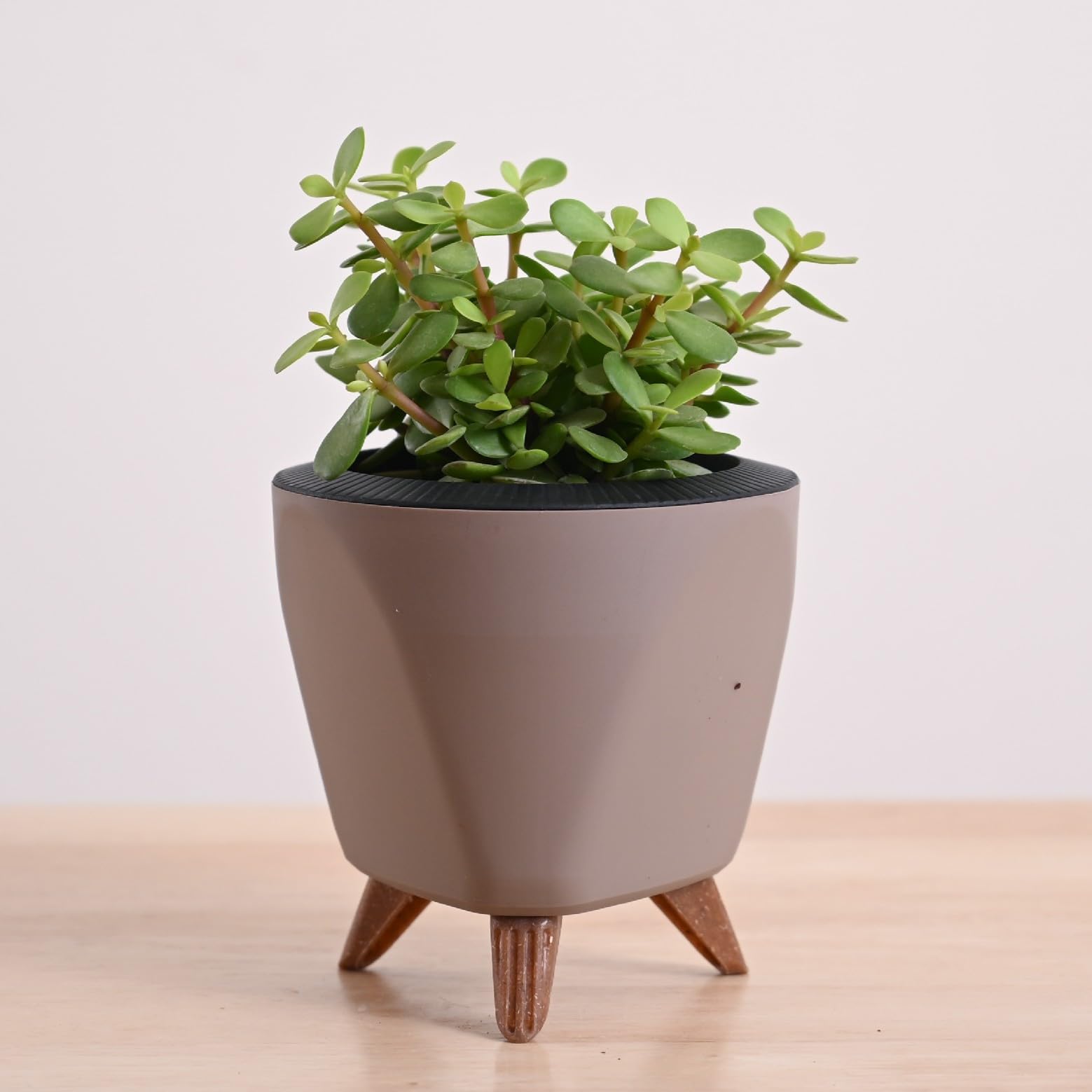 UGAOO Jade Mini Live Indoor Plant in Lagos Pot (Mocca, Small)