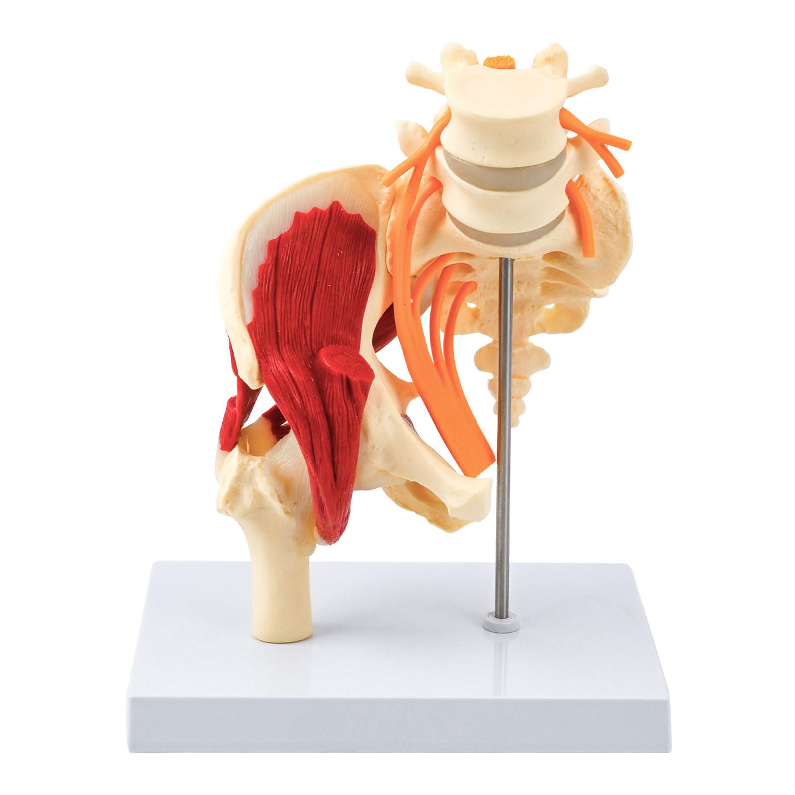 Modelo anatómico de vértebras lumbares humanas de tamaño real con músculos, nervios, esqueleto, hueso para demostración en el aula, modelo anatómico de pelvis lumbar