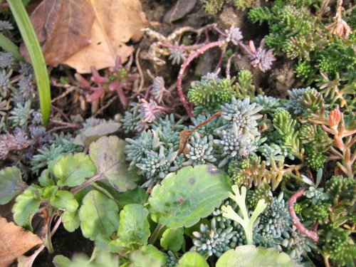 25 Spanish Stonecrop / Sedum Hispanicum Groundcover Flower Seedscomb S/H #TOP3