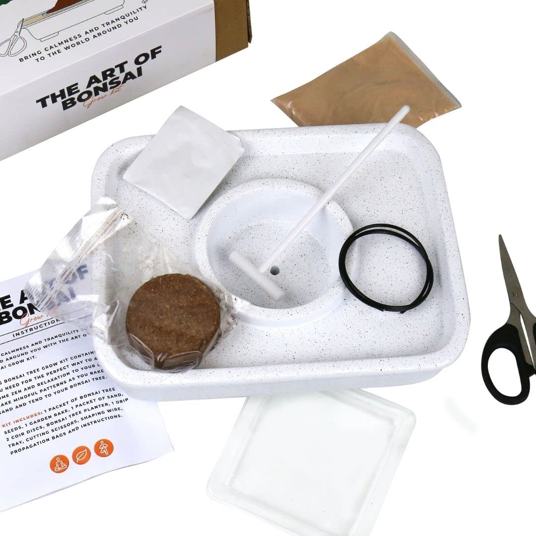 Gift Republic GR870001 Kit de culture pour bonsaï, aucun
