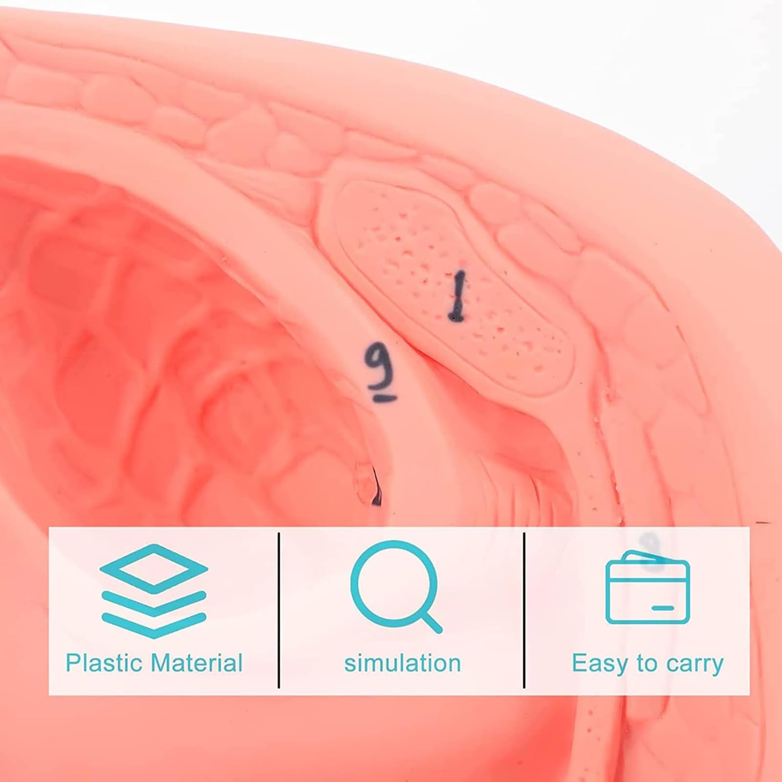 Modèle de cathétérisme, modèle de cathétérisme Interne et Externe féminin, modèle d'enseignement de Mannequin en PVC, pour Aide à la Formation pédagogique médicale en gynécologie
