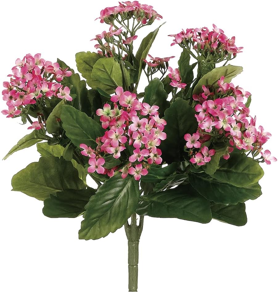 Allstate FBK107-PK-TT 13.5 in. Two Tone Pink Kalanchoe Bushes X 5- Case of 6