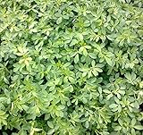 Todo Cultivo B089S95DMC lato 4