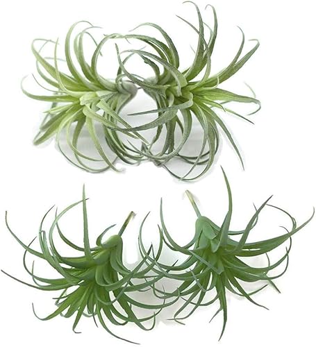 Plantas suculentas artificiales, plantas de aire de Tillandsia, plantas de aire falsas, arreglos de ramo para decoración del jardín del hogar