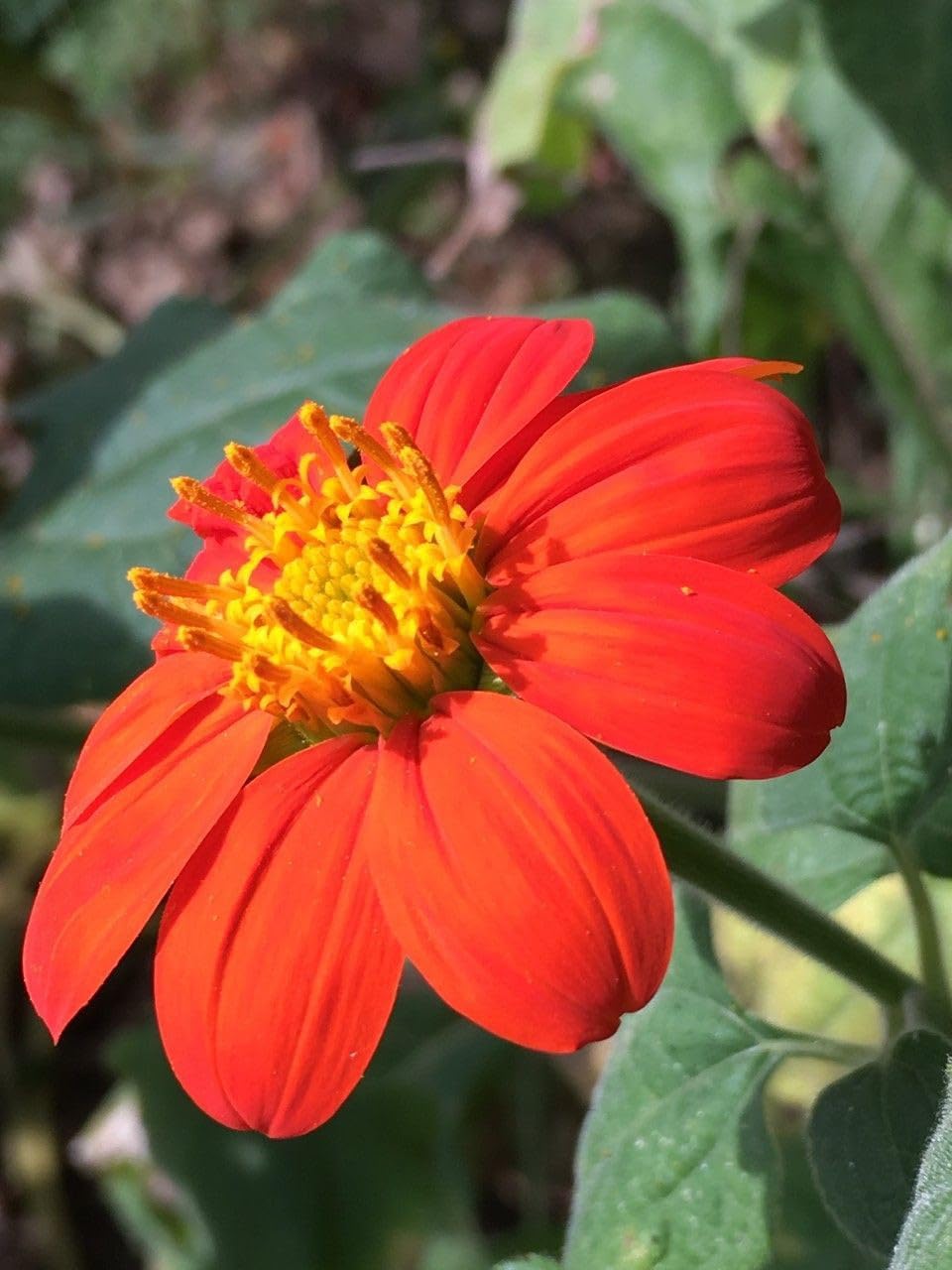 Willvine Mexican Sunflower Tithonia-RXI-2N-image-13