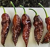 20 Chocolate Bhut Jolokia Seeds/Ghost Chile - brown version of the Ghost pepper.