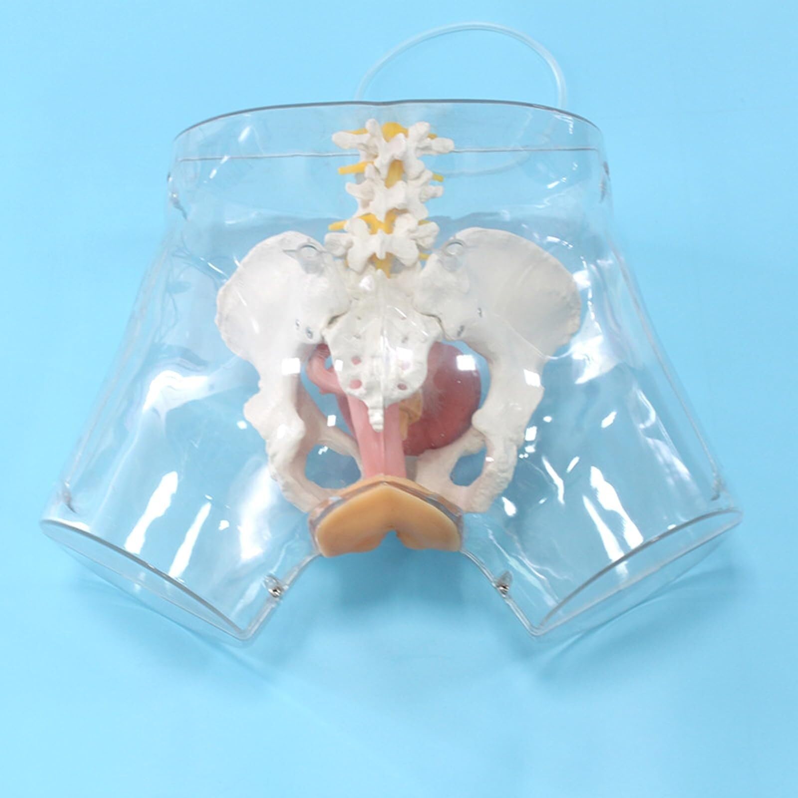 Human Teaching Model, Advanced Catheterization Model Female Teaching Model, Teaching Model, Transparent urethral Catheterization and Scraping Model, for Training Assistance