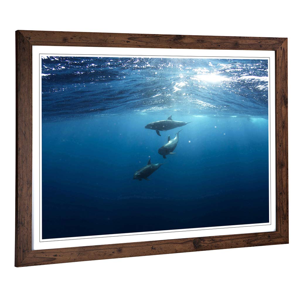 Big Box Art Framed Print of Swimming Dolphins (1) Design | Wall Art Picture | Home Decor for Kitchen, Living, Dining Room, Lounge, Bedroom, Hallway, Office, Walnut, A2 / 24.5x18 Inch / 62x45cm
