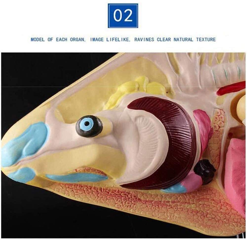 Anatomiczny model anatomiczny narządy wewnętrzne zwierząt opis ryb 3 szt. Model laboratoryjny wspomagający model dydaktyczny usuwalne narządy wewnętrzne