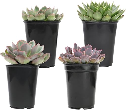 Miniatura 2 de Suculentas Echeveria de 1 cuarto de galón, 4 unidades, suculentas vivas recuerdos de fiesta en macetas suculentas, plantas suculentas vivas plantas