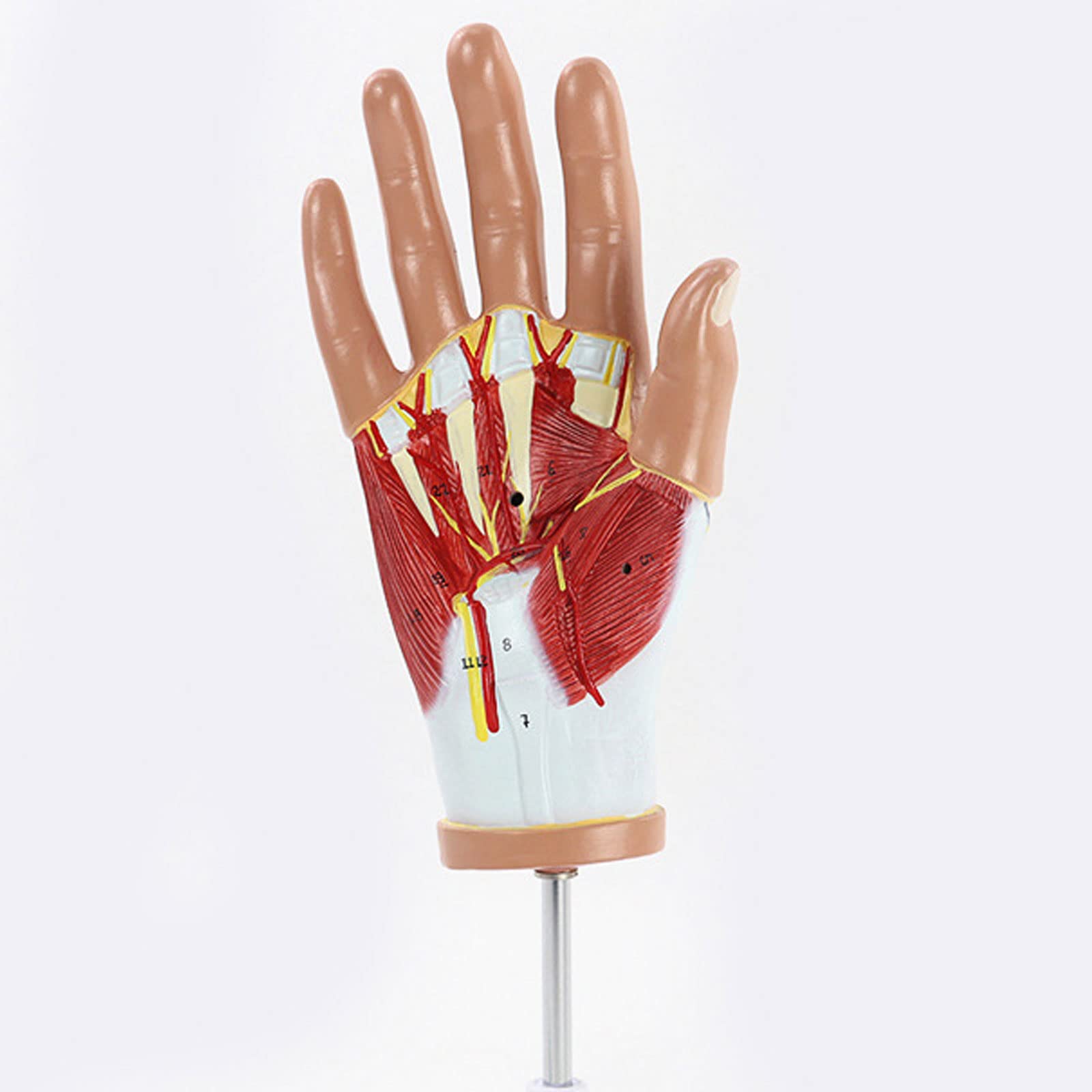 Naukowa anatomia 3D, Anatomiczny model mięśnia dłoni, Model dłoni i sieci neuronowej, Materiały dydaktyczne medyczne