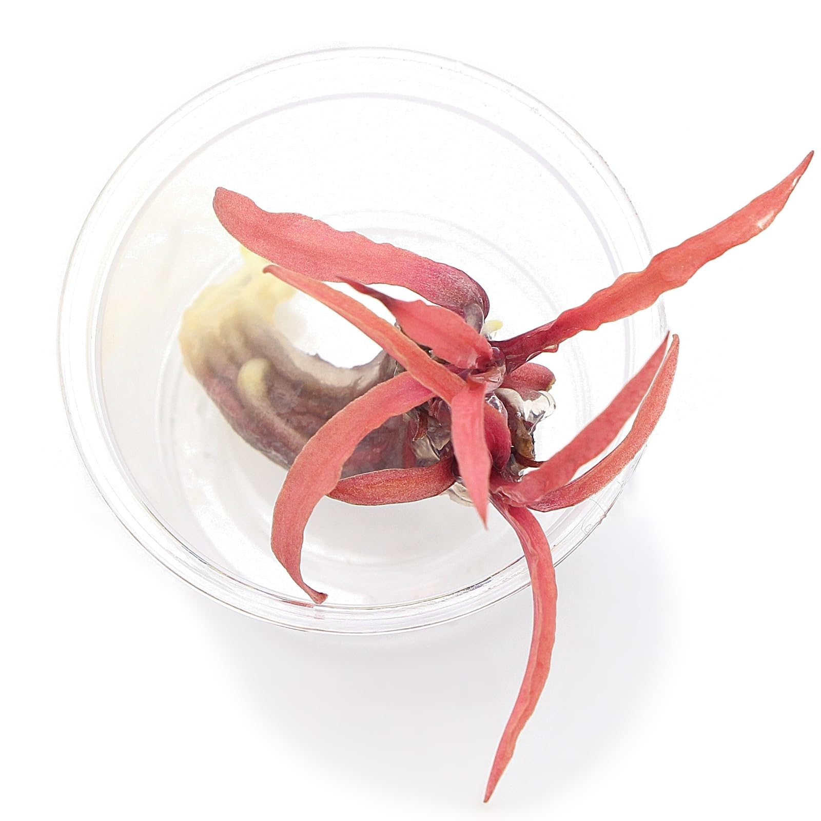 K2AQUA Cryptocoryne Albida Red Very Rare in Vitro Live Aquarium Plant Narrow Bronze Red Leaves Foreground Midground Freshwater Tropical Tank Shrimp Safe