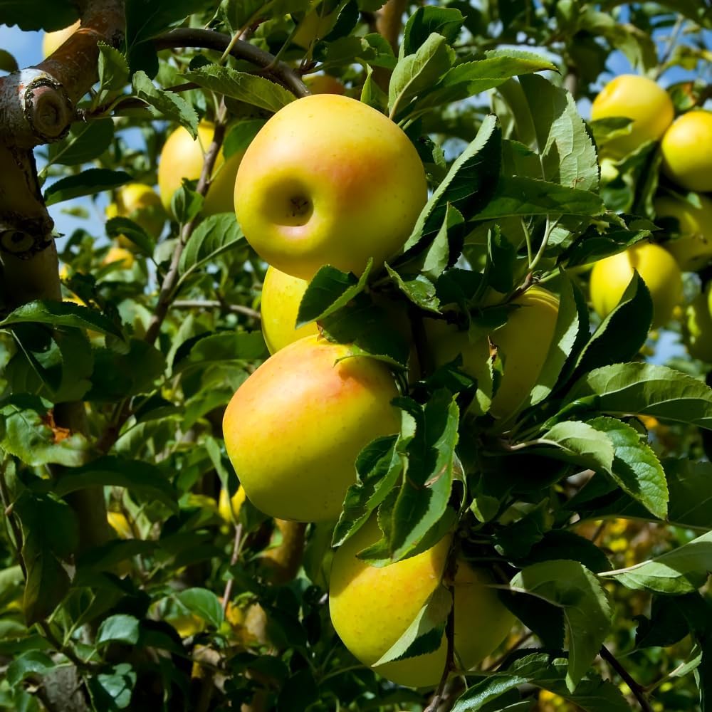 Golden Delicious Apple Tree Live Plant 1 to 1.5 Feet Tall, Apple Fruit Tree Plant Outdoor Indoor Garden