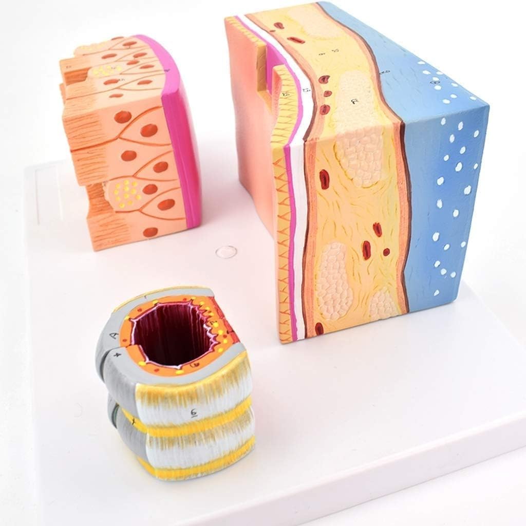Human Trachea Anatomy Model, Tracheal Wall and Larynx Organ Model, 3X Magnification Trachea Structure Anatomical Model, for Medical Learning and Research.