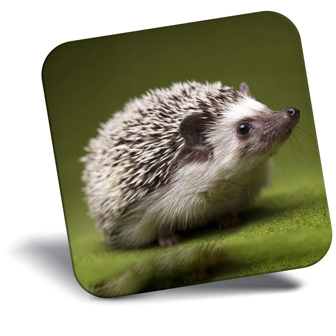 Destination Vinyl Ltd Fridge Magnet - Hedgehog Garden Wildlife British 8246