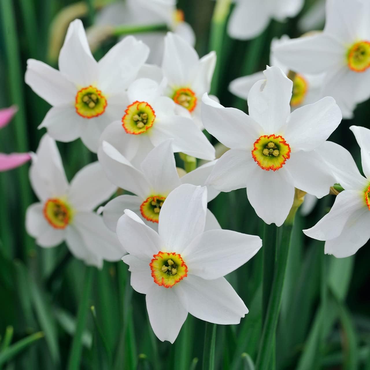 Narcissus Pheasant's Eye - Fragrant Blooms, Narcissus (Poeticus VAR. Recurvus) Daffodil Bulbs | Spring Blooming Perennial - Easy to Grow (25 Pack)