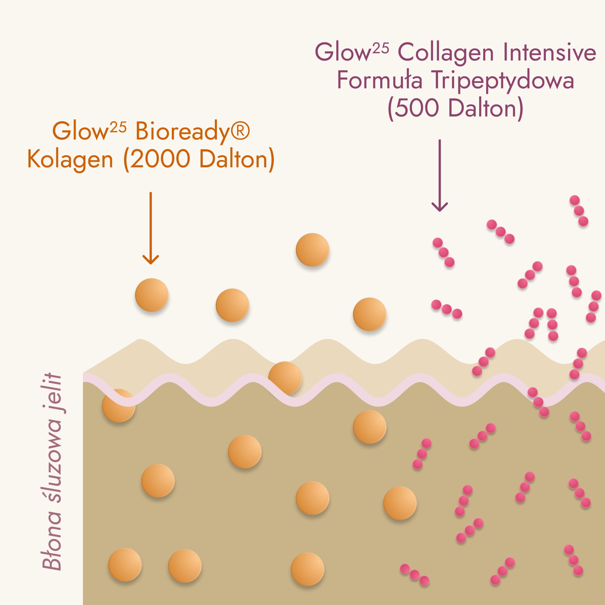 Glow25® Kolagen Intensiv [30 saszetek] – z tripeptydami, witaminą C, cynkiem i biotyną – premium hydrolizat kolagenu – peptydy typu 1 i 3 – dobra rozpuszczalność