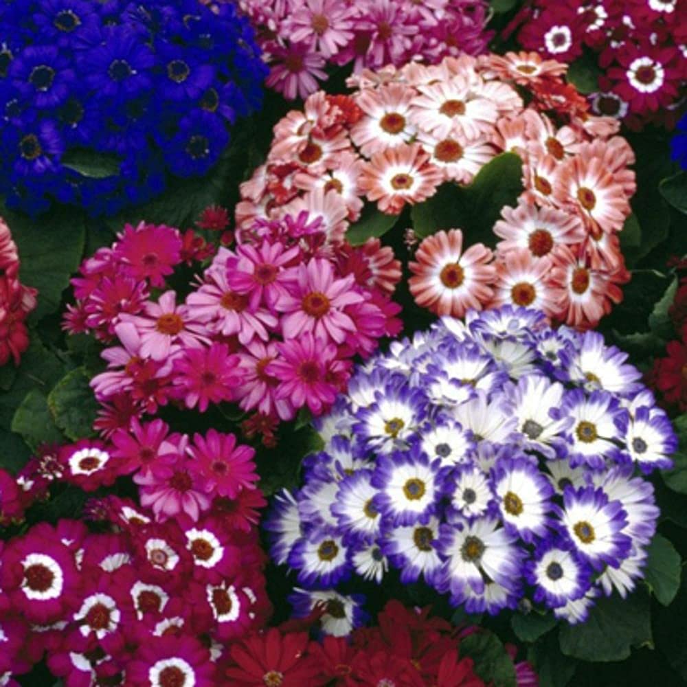 LIVE GREEN Flower Seeds | Cineraria Mix Color Flower Seeds (60 seeds pack) (B09BV5H6FY) Amazon Price History, Amazon Price Tracker