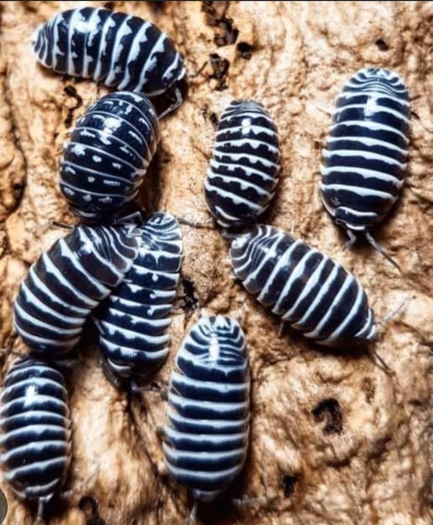 Live Zebra Isopods, Armadillidium maculatum, Pack of 10, Bioactive Terrarium Pets