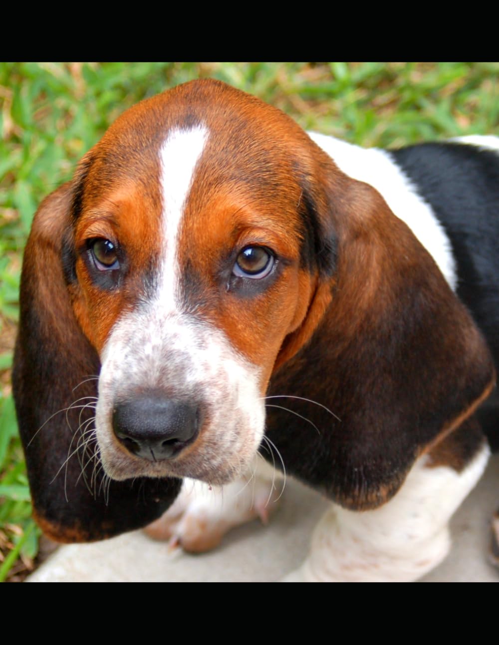 Dog Word Search for Seniors