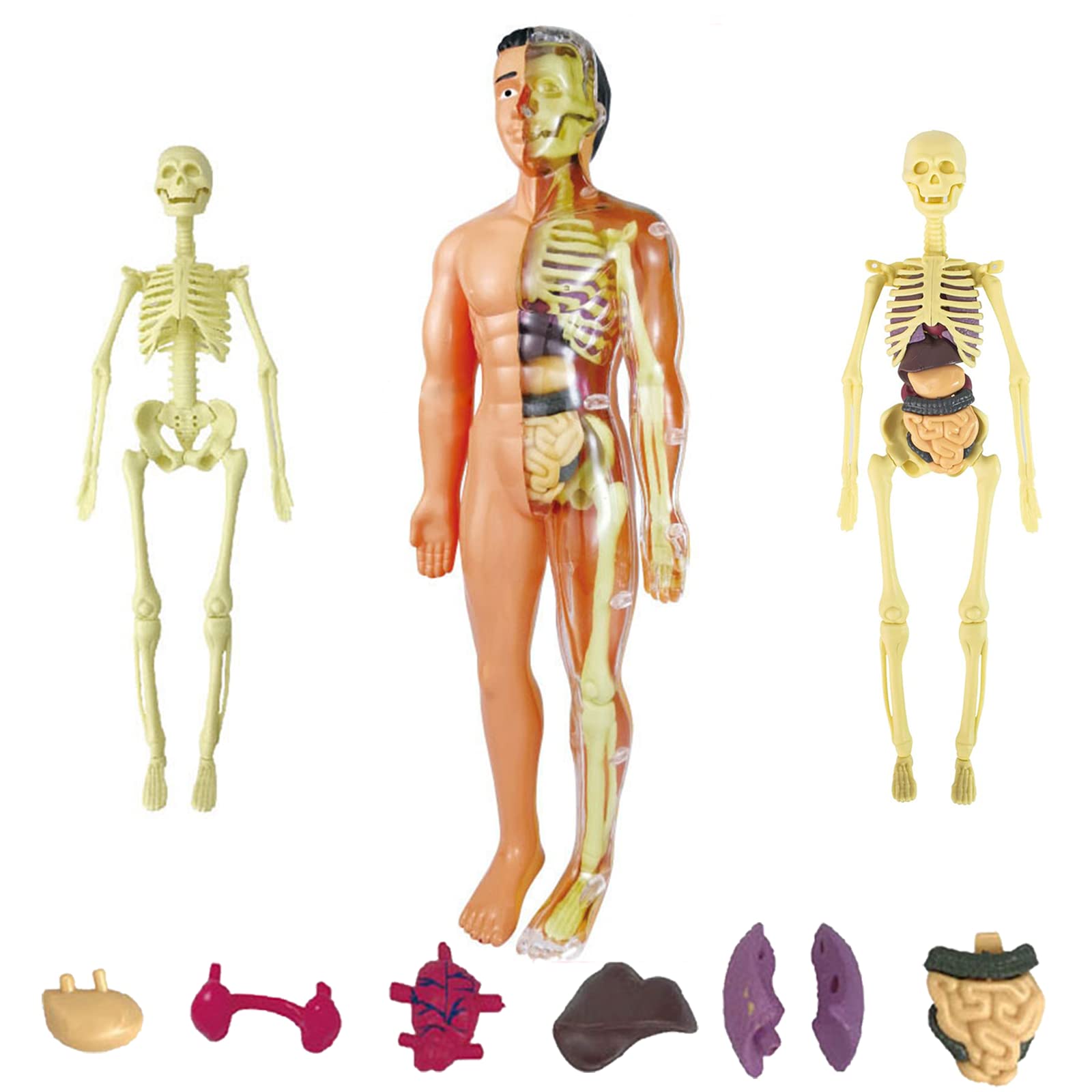 Buy Toys Interactive Human Body Model 3D Model Study Tools Human