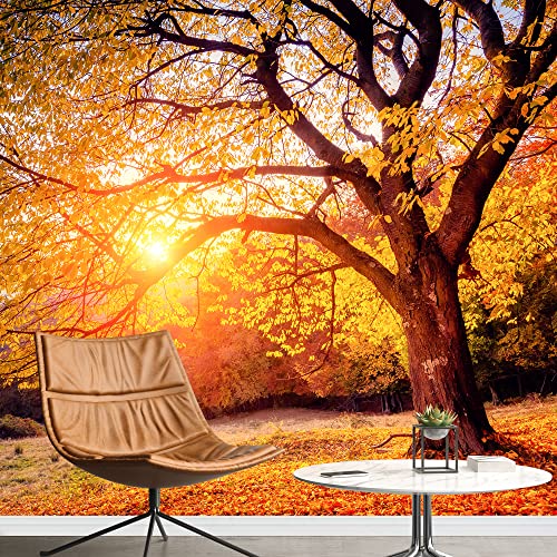 SIGNFORD Removable Wall Sticker/Wall Mural Sunshine Sunset Autumn Fall Forest Tree Nature Wilderness Photography Rustic Farmhouse/Country Decorative for Living Room, Bedroom, Office - 100´´x144´´