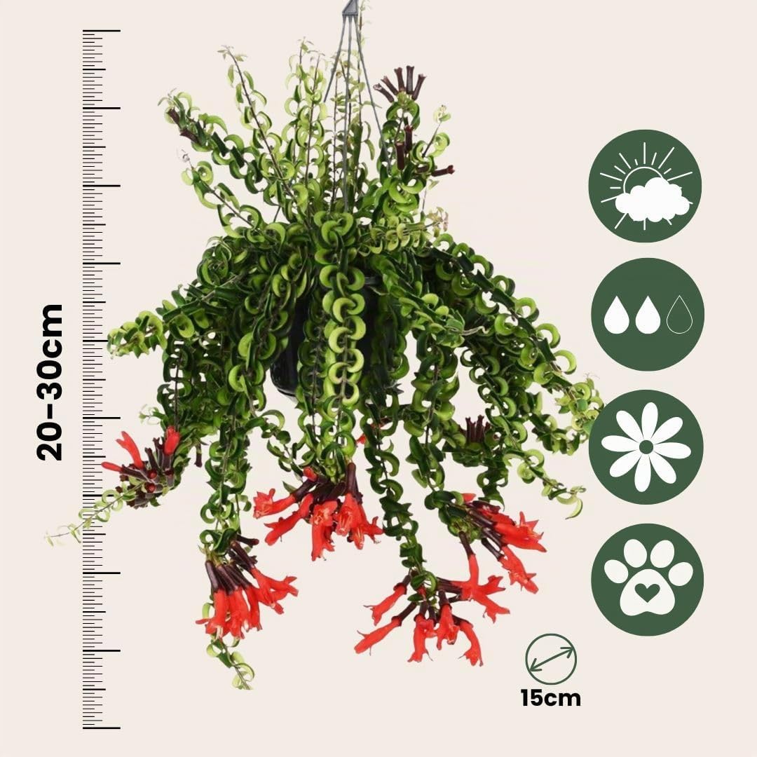 Plant in a Box - Aeschynantus Twister - Speciale pianta ricadente con lunghi viticci verdi - Pianta da appartamento con fiori rossi - Vaso 15cm - Altezza 20-30cm