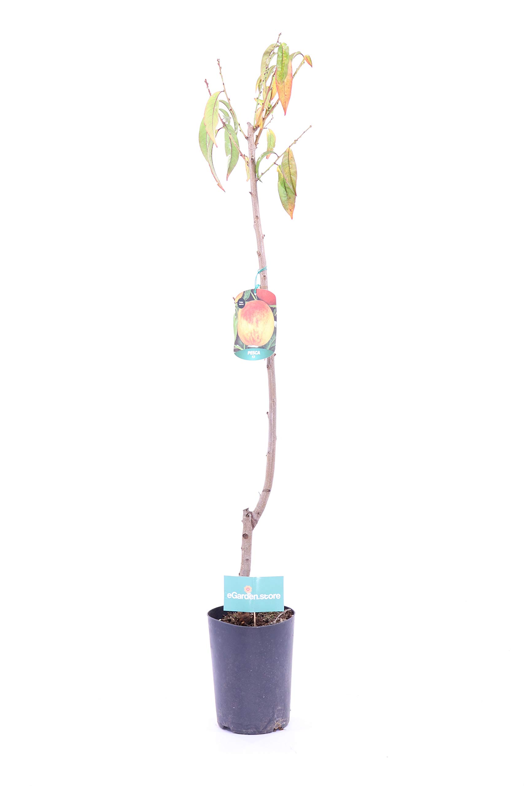 Albero di Pesco pianta di pesco Età 2 anni già innestata pianta da frutto di pesca pianta vera in vaso di pesche venduta da eGarden.store (Platicarpa o Piatta)