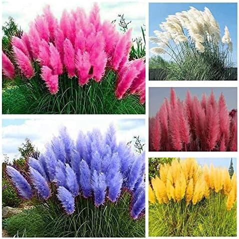 1000+ Mix Pampas Grass Seeds for Planting Heirloom Ornamental Plants Decor Garden Tall Feathery Blooms Blue White Pink Red Yellow
