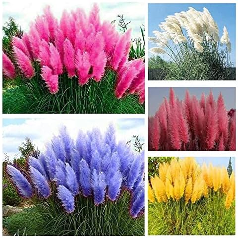 1000+ Mix Pampas Grass Seeds for Planting Cortaderia Selloana Seeds Heirloom Ornamental Plants Decor Garden Tall Feathery Blooms Blue White Pink Red Yellow Cover