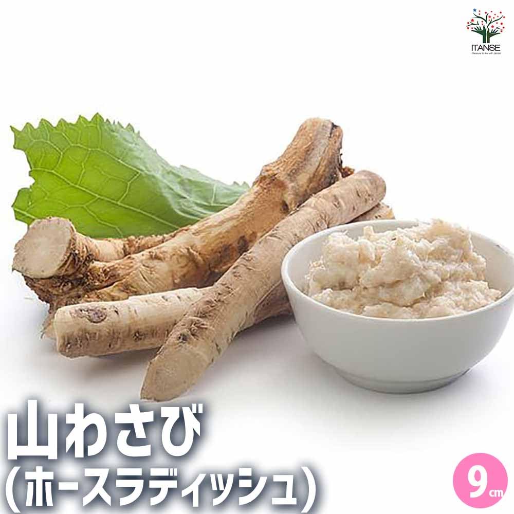 Amazon.co.jp: ITANSE 「山わさび(ホースラディッシュ)」 寒さに