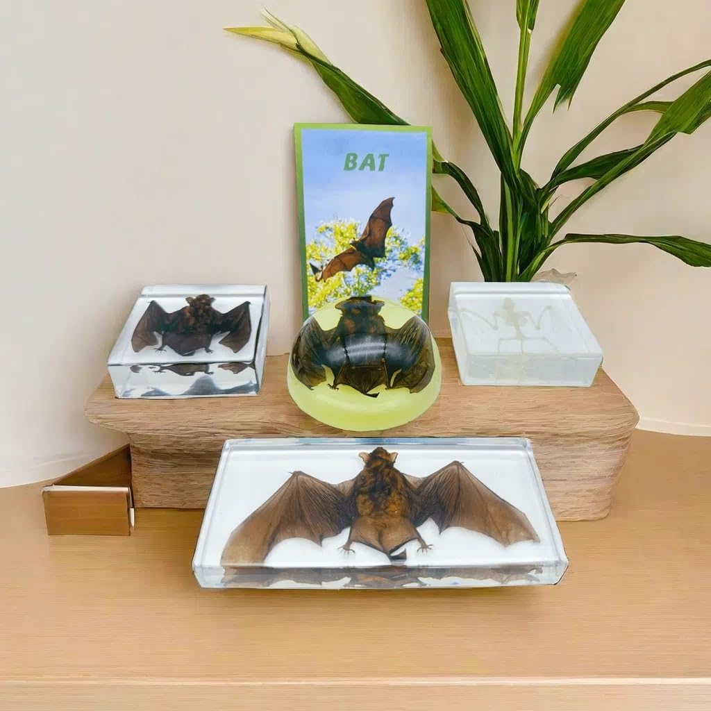 Bat Specimen, Real High Quality Resin Bat Specimen for Science Classroom Science Education, Biology, Collections, Animal Study Enthusiasts, Quirky Animal Skulls (Bat 5.6x2.6x0.8 Inch)