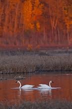 Posterazzi A Pair Of Adult Trumpeter Swans Swim In Potter Marsh Off Seward Highway At Sunset Near Anchorage Southcentral Alaska Autumn Poster Print, (12 x 19)