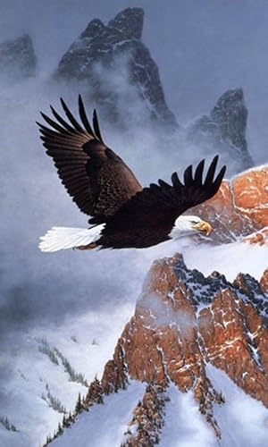 papel de parede de águia