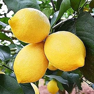 Amazon Co Jp Beddingshop 果物 種 Diy 工具 ガーデン