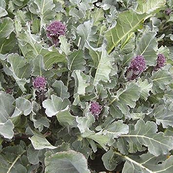 Santee F1 Hybrid Broccoli Seeds - Variety That can be harvested continuously25 - Seeds