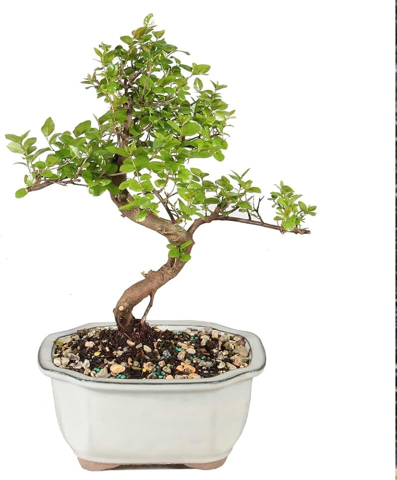 Brussel&#x27;s Bonsai Live Chinese Sweet Plum Bonsai Tree - 5 Years, 6 to 10 in - Indoor Bonsai in Ceramic Bonsai Pot