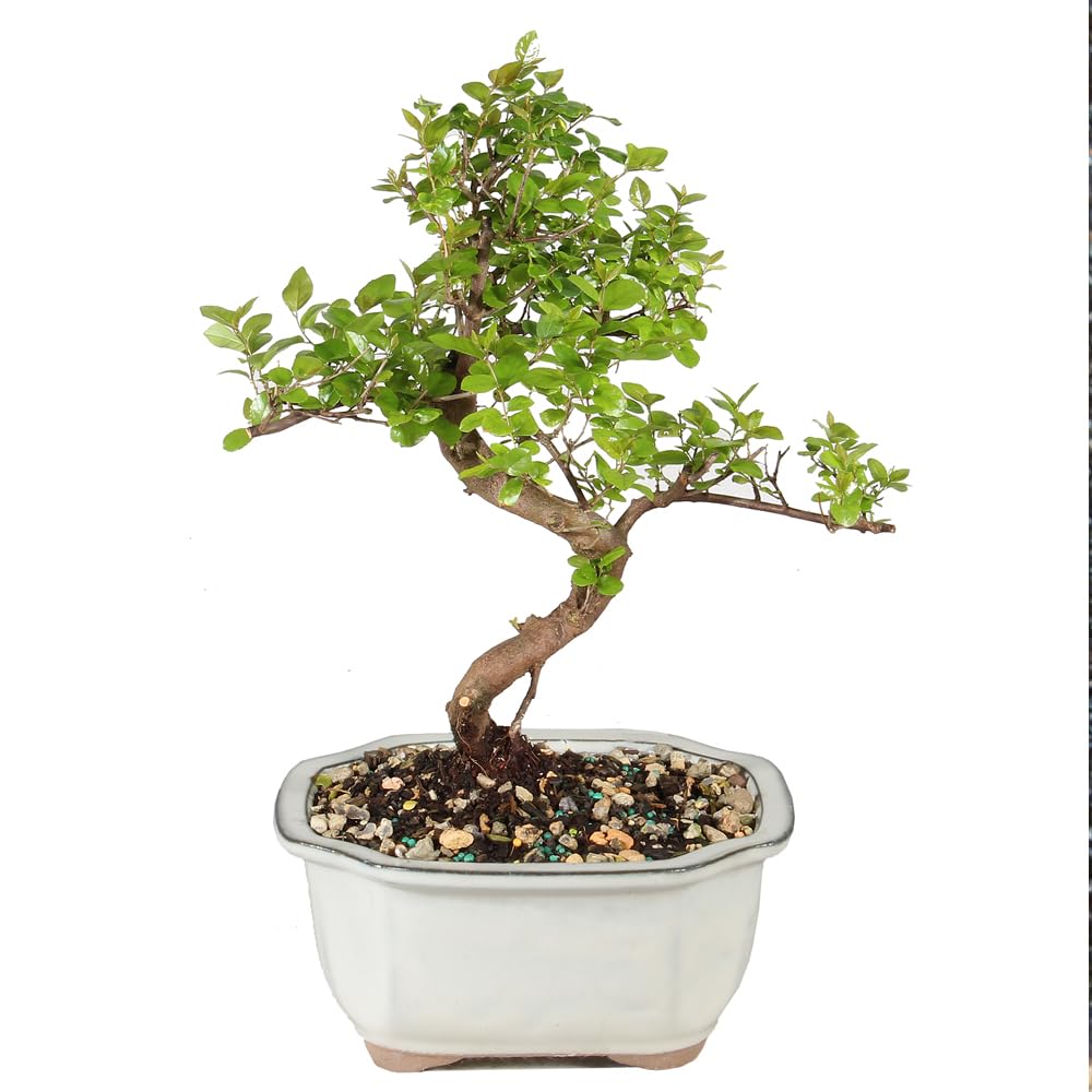 Brussel's Bonsai Sweet Plum