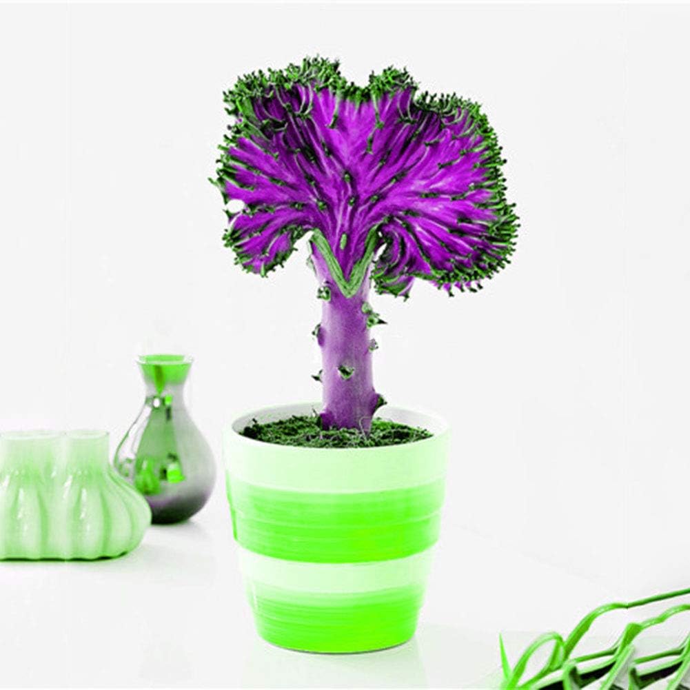 rocce per vasi di piante