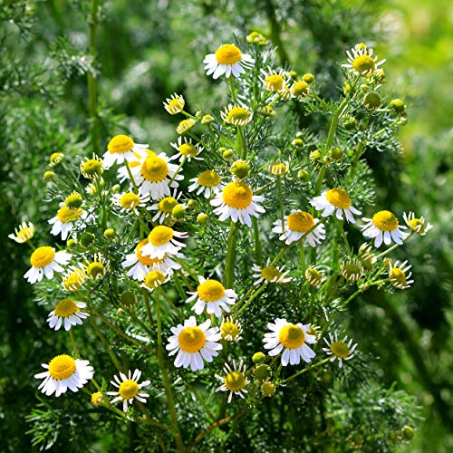 Outsidepride Perennial Roman Chamomile Evergreen Carpet Herb Garden Plants - 25000 Seeds #TOP2