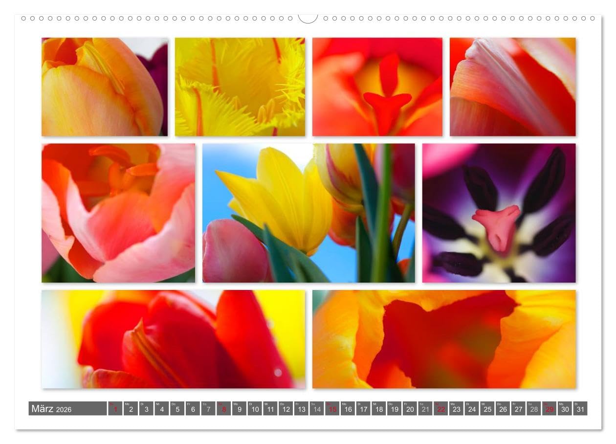 Naturcollagen 2026 (hochwertiger Premium Wandkalender 2026 DIN A2 quer), Kunstdruck in Hochglanz: Collagen aus Naturimpressionen (CALVENDO Natur)